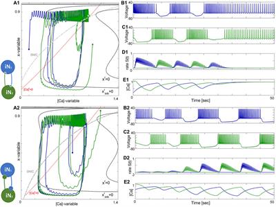 Pairing cellular and synaptic dynamics into building blocks of rhythmic neural circuits. A tutorial